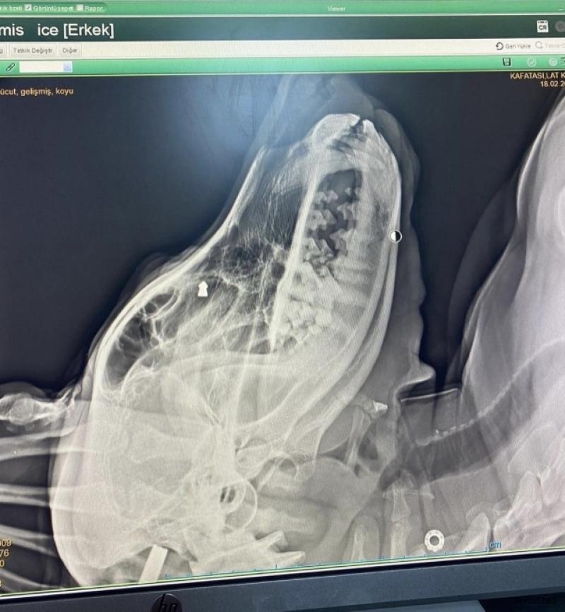 Maganda kurbanı oldu! Silahtan çıkan kurşunla kanlar içinde kaldı 1