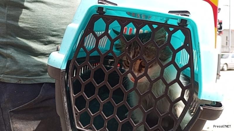 Kargadan kaçan yavru kedi ağaçta mahsur kaldı..İmdadına itfaiye koştu   3