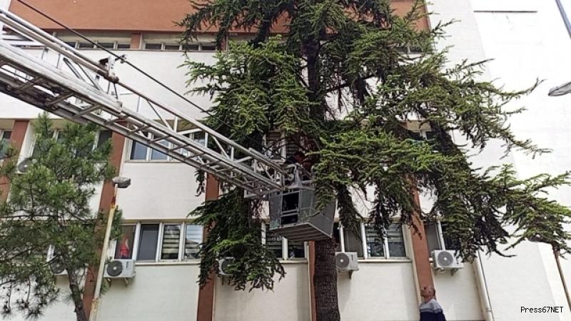 Kargadan kaçan yavru kedi ağaçta mahsur kaldı..İmdadına itfaiye koştu   2