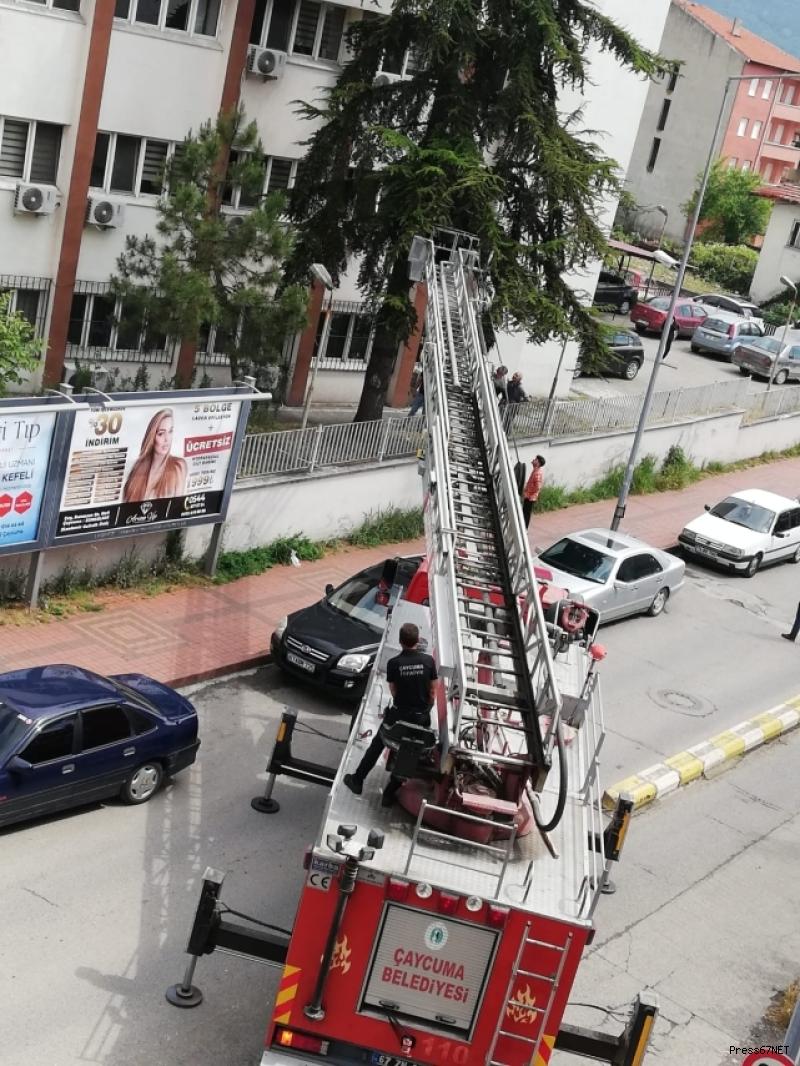 Kargadan kaçan yavru kedi ağaçta mahsur kaldı..İmdadına itfaiye koştu   1