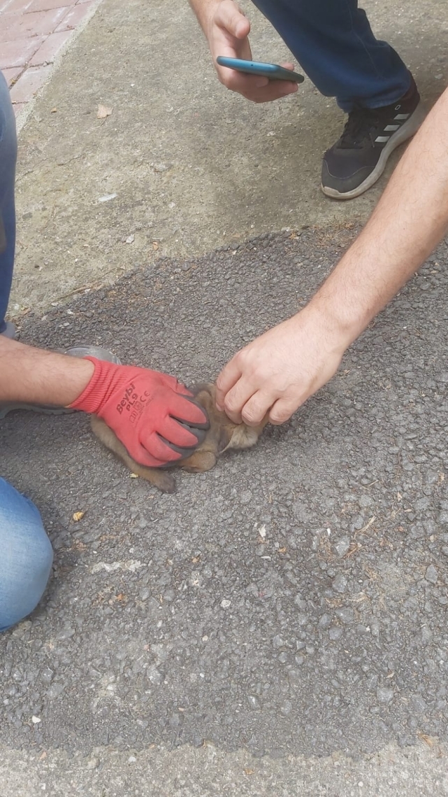 Vatandaşların bulduğu tilki yavrusu koruma altına alındı 1