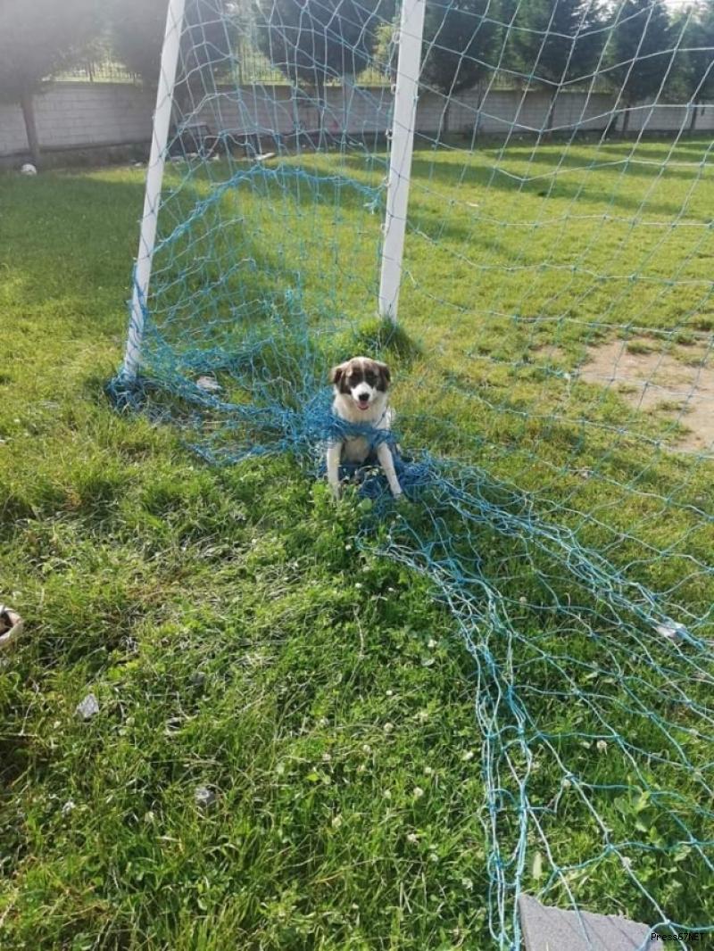 Fileye dolanan köpeği itfaiye ekipleri kurtardı 1