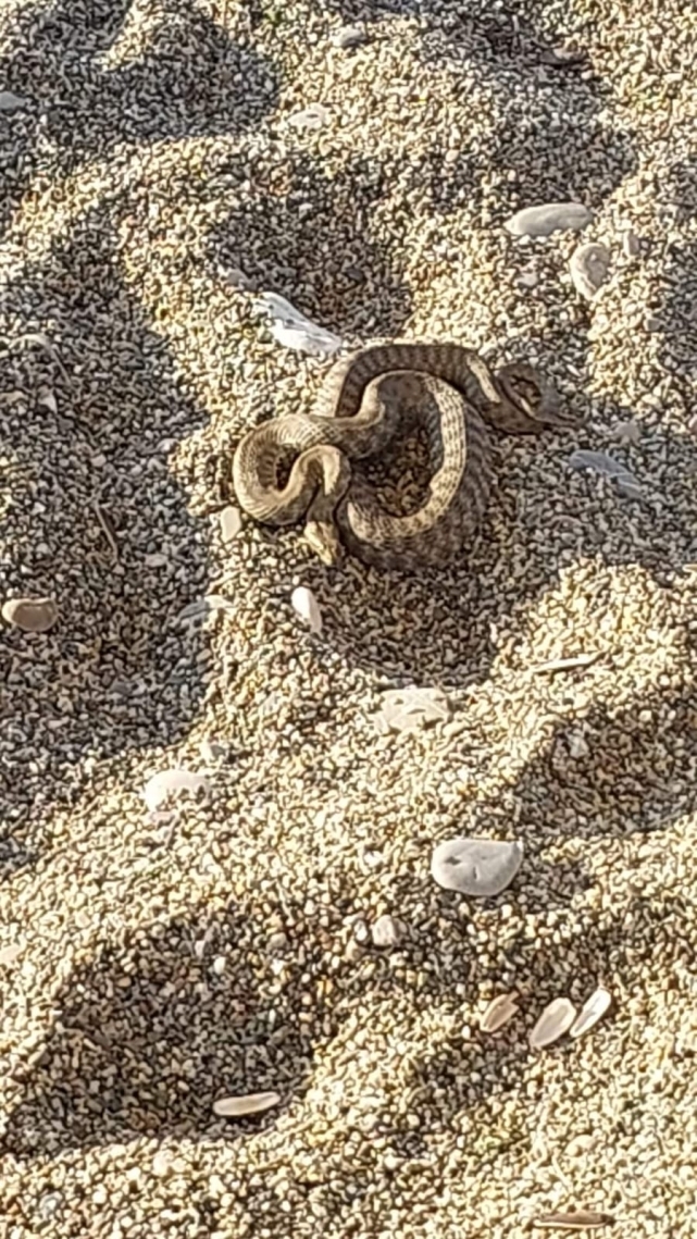 Filyos sahilinde çıkan yılan korkuttu 1