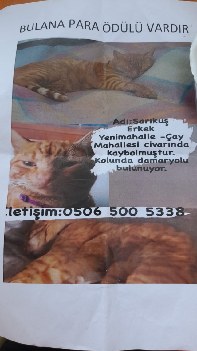 Kayıp "Sarıkuş" aranıyor 3