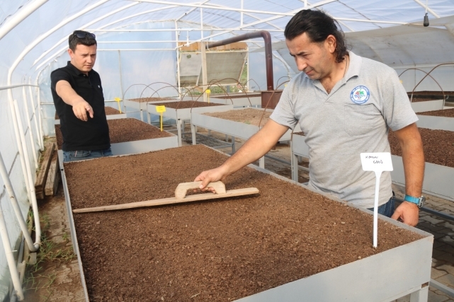 Kdz. Ereğli’de 500 Bin Çiçek Toprakla Buluştu 1