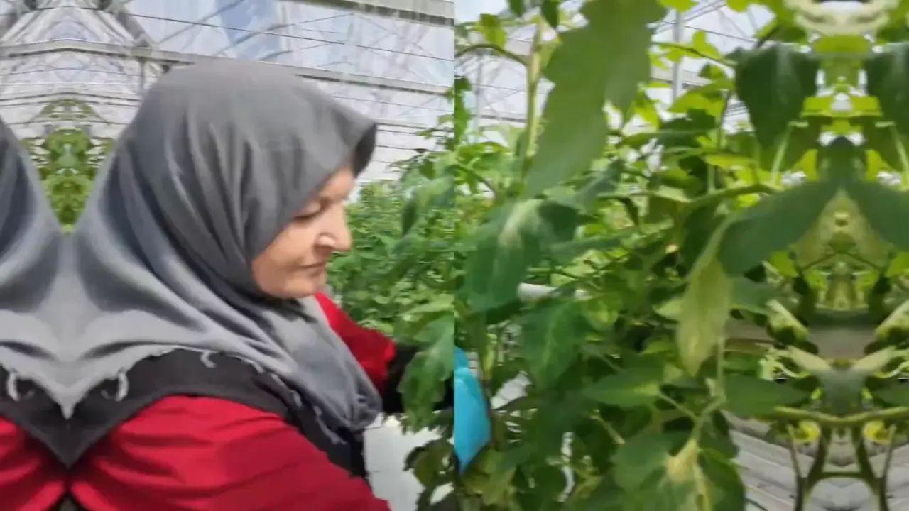 Çaycuma Sera Organize Tarım Bölgesi üretime başladı 1