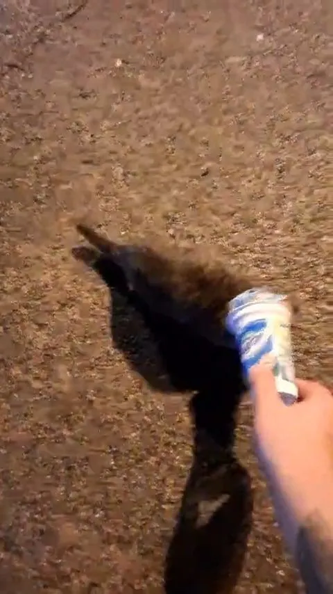 Kafasına ayran kabı sıkışan kedi
